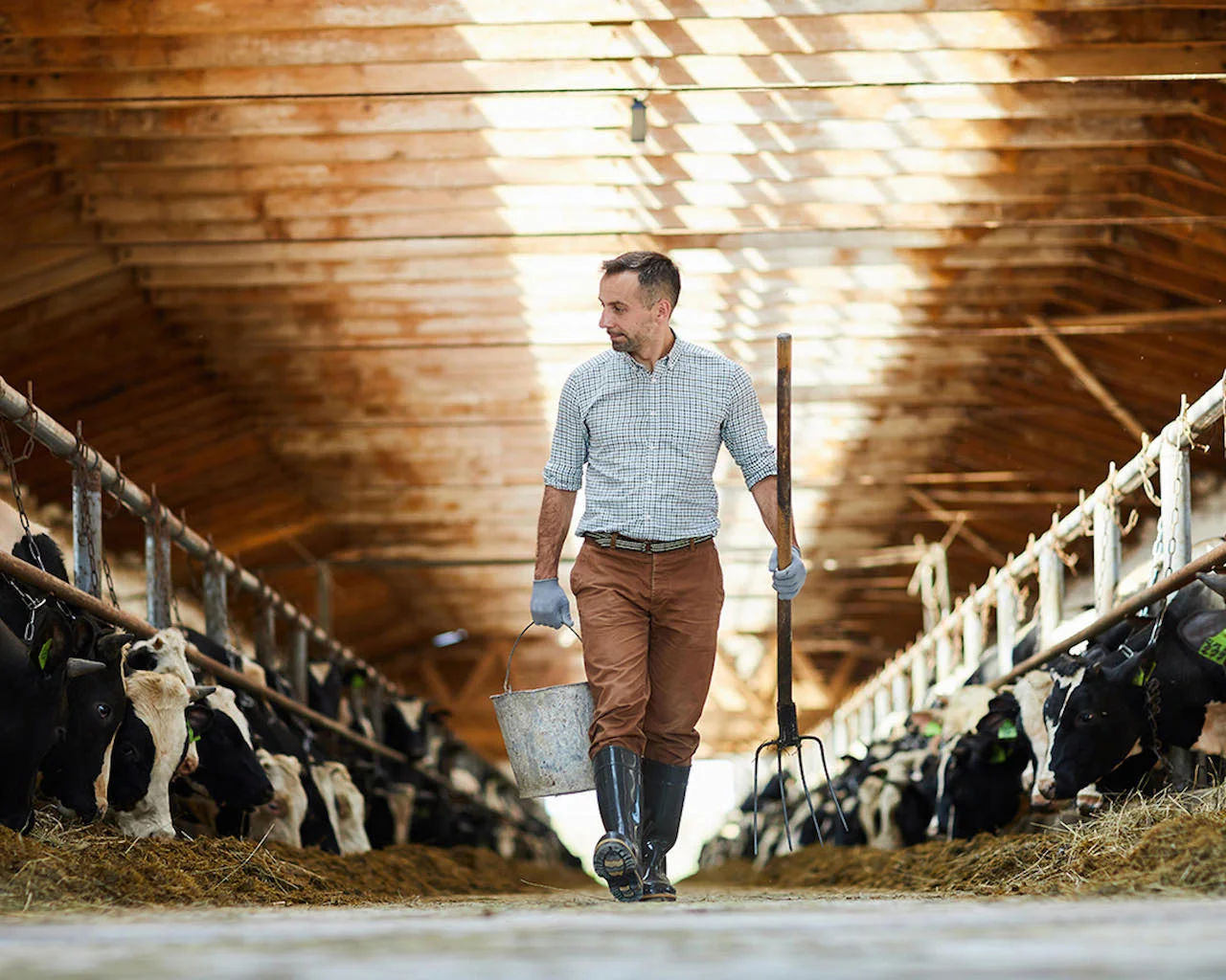 Cattle farmer in barn with cows