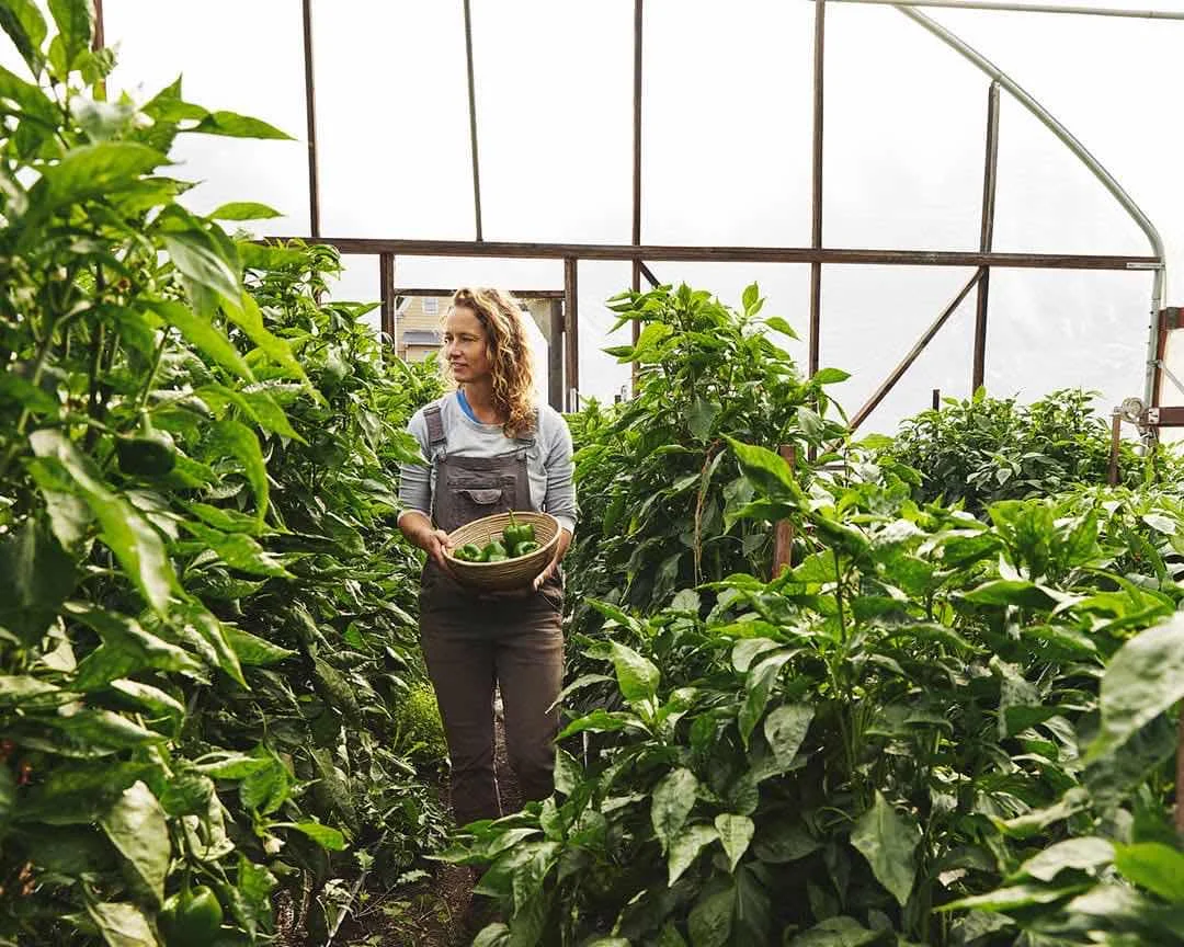 Woman picking peppers in greenhouse
